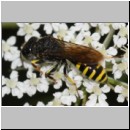 Ectemnius lituratus - Grabwespe m03a - OS-Wallenhorst-Tongrube det.jpg